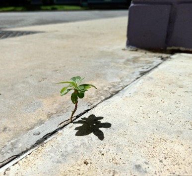 Plant growing through sidewalk.jpg